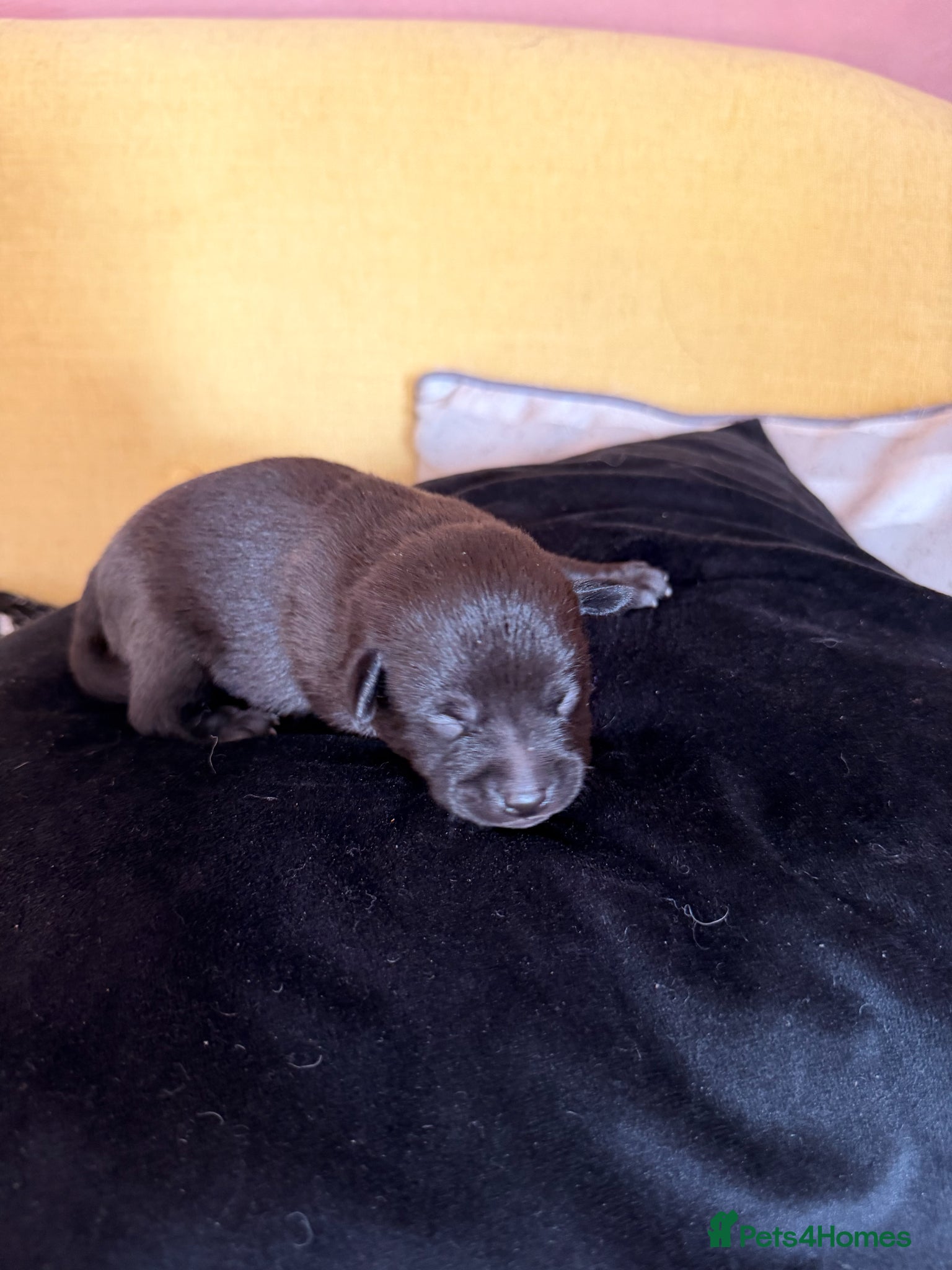 Mexican Hairless dogs for sale: Beautiful Mini Xoloitzcuintli Puppies  in Manchester - Advert 7