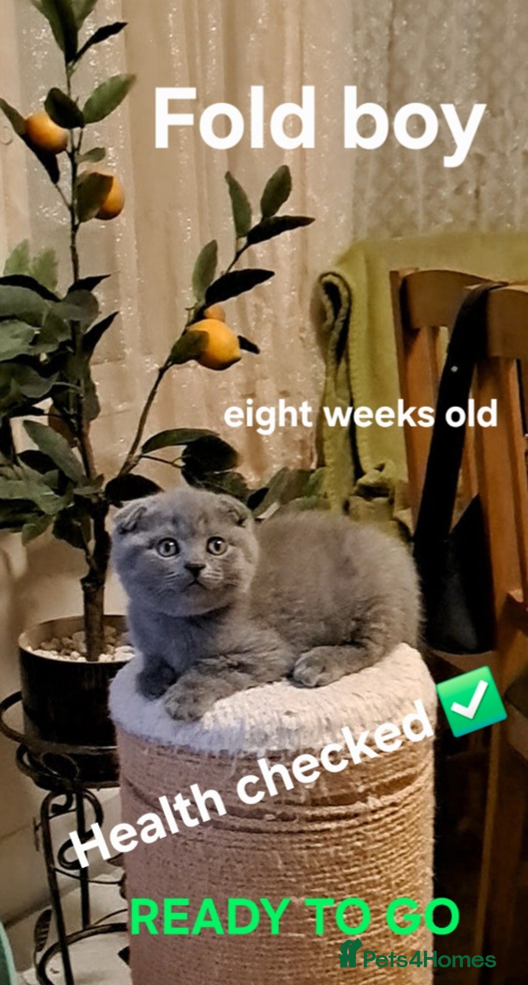 British Shorthair cats for sale: ONE KITTEN FOLD EARS IS AVAILABLE  - Advert 2