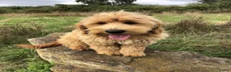 Goldendoodle dogs for sale: Phoebe F1 Miniature Goldendoodle - Advert 2