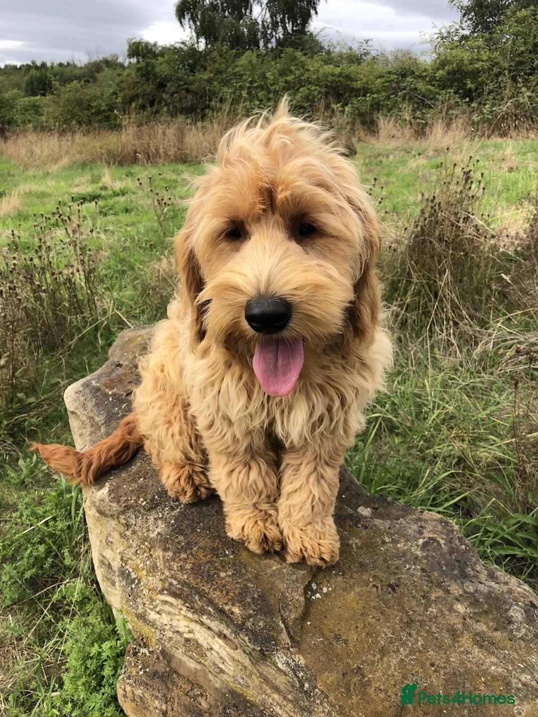 Goldendoodle dogs for sale: Phoebe F1 Miniature Goldendoodle - Advert 2
