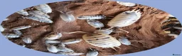 Isopods invertebrates for sale: Dairy cow isopods Porcellio laevis  - Advert 3