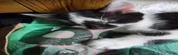 Mixed Breed cats for sale: Boys  - Advert 6