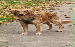 Golden Retriever dogs for stud: Bailey – Stunning Red Golden Retriever Stud😍 - Image 2