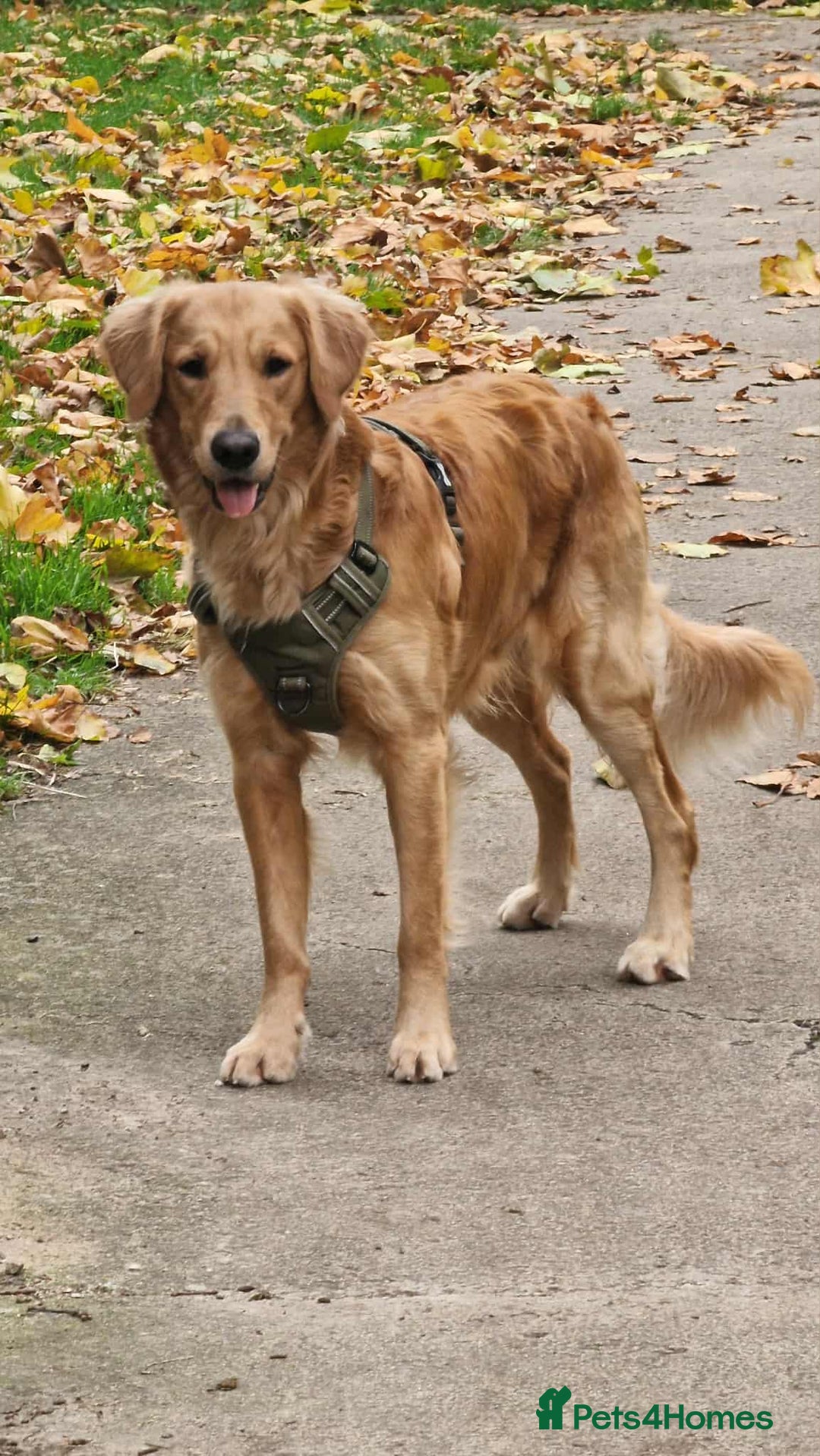 Golden Retriever dogs for stud: Bailey – Stunning Red Golden Retriever Stud😍 - Image 2
