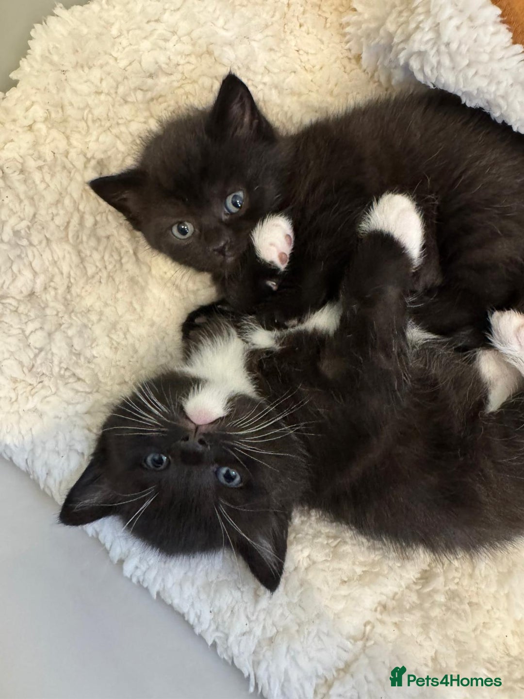 British Shorthair cats for sale: British Shorthair X Kittens  - Advert 6