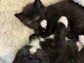 British Shorthair cats British Shorthair X Kittens - Advert 3