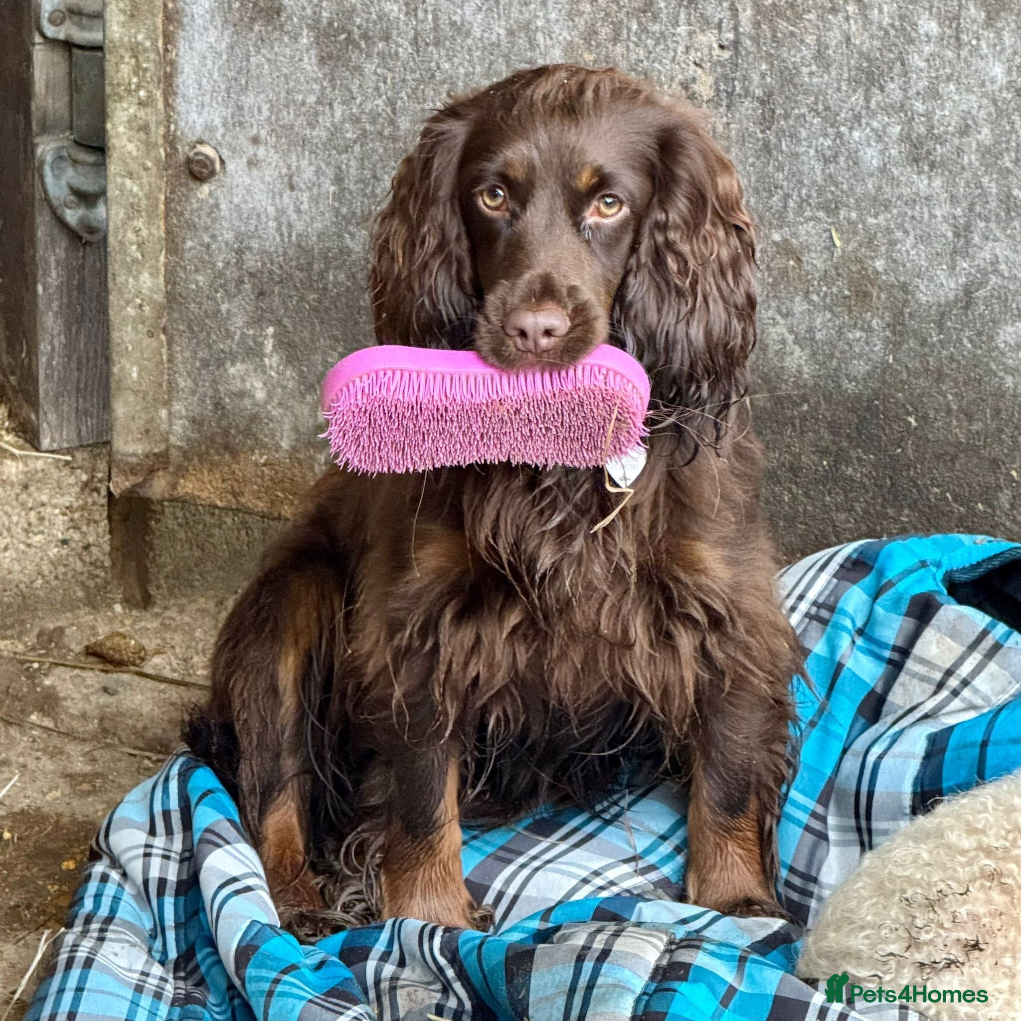 Cocker Spaniel dogs Coming soon! Gorgeous Cocker Spaniel pups! - Advert 1