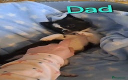Chihuahua dogs for sale: Long Coat Chihuahua puppies - Image 27