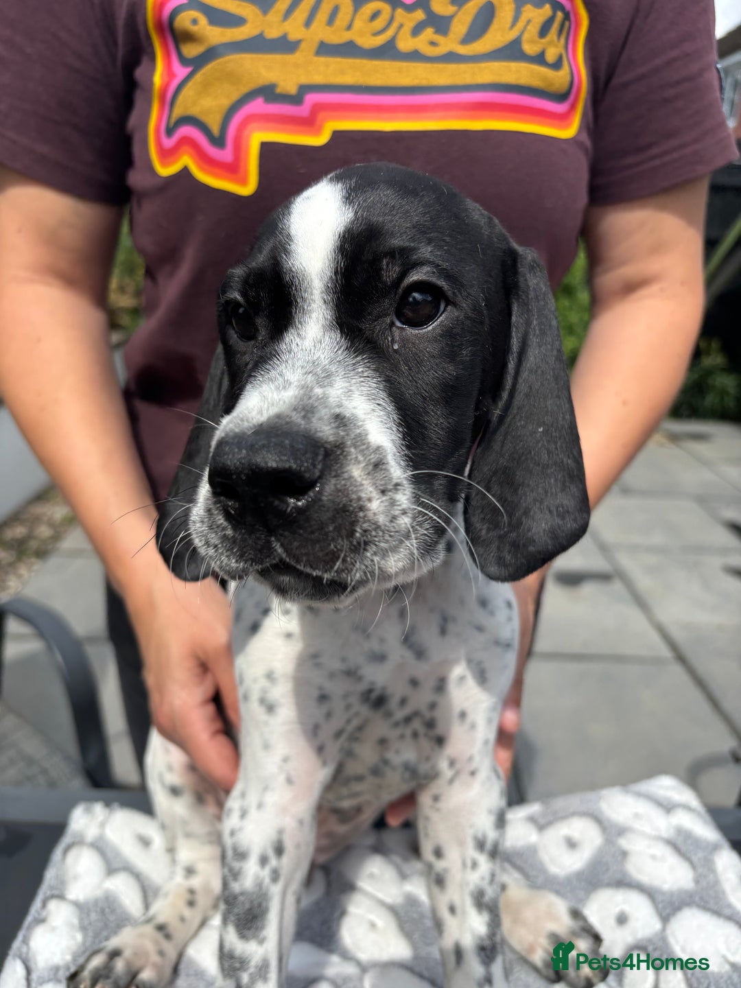 Pointer dogs for sale: ⭐️ LAST MALE PUP REMAINING!⭐️ - Image 24