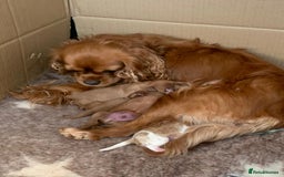 Cavalier King Charles Spaniel dogs for sale: Stunning Cavalier king Charles Spanniel Puppies - Advert 8