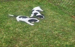 Jack Russell dogs for sale: Puppies  - Image 8