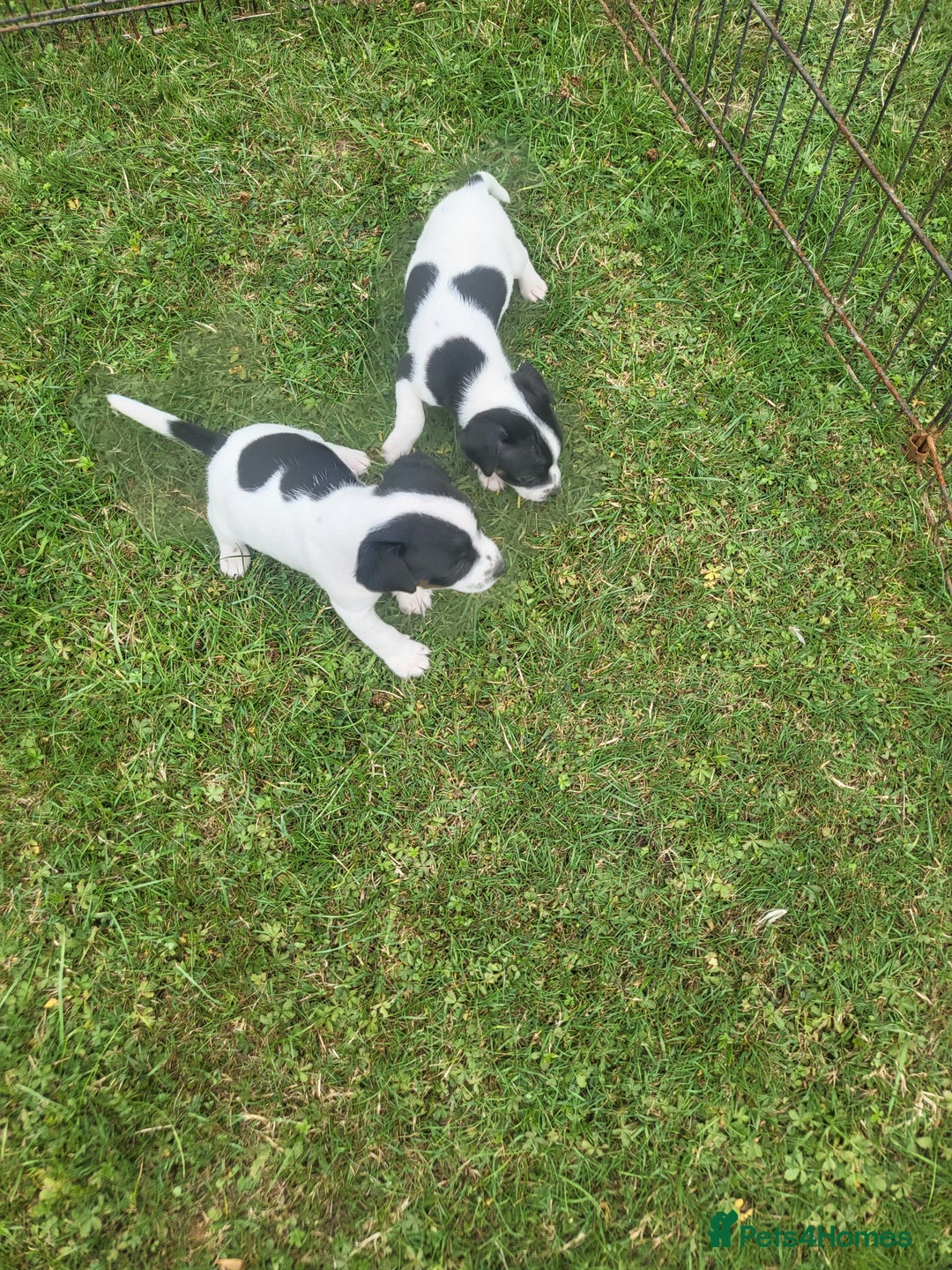 Jack Russell dogs for sale: Puppies  - Image 8