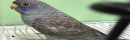 Budgerigars birds for sale: Bf/Bw budgie  - Advert 5