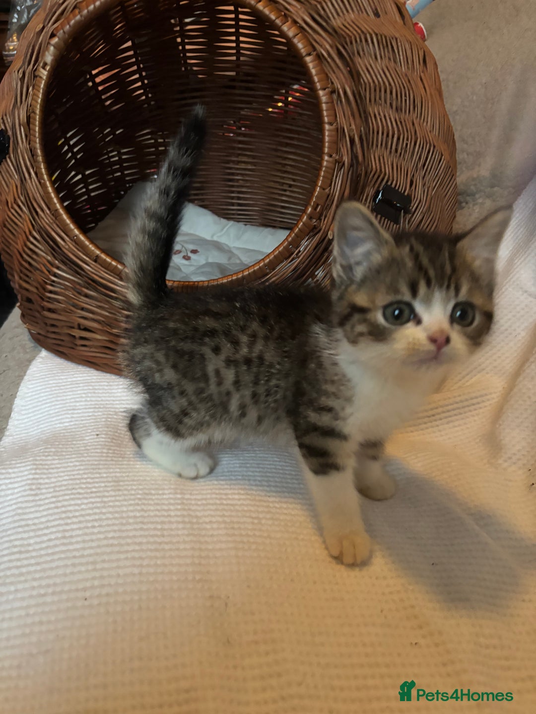 Mixed Breed cats for sale: Maine-Coon x British Blue Kittens.  - Advert 9