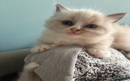 Ragdoll cats for sale: Beautiful purebred Ragdoll kittens - Image 14