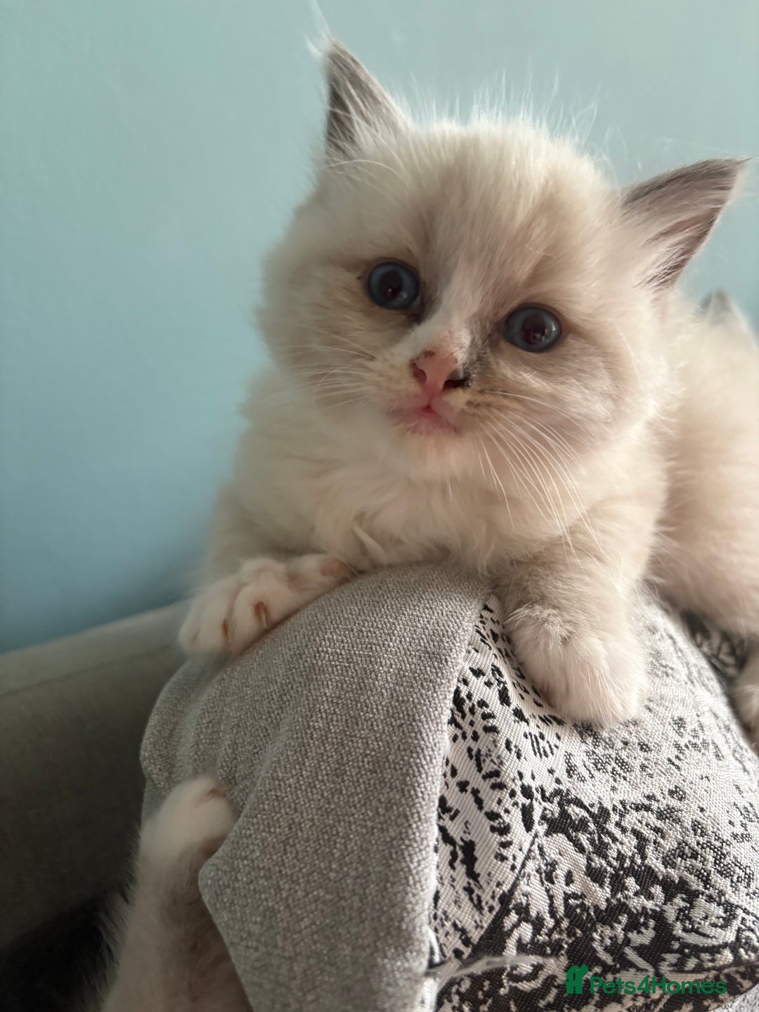 Ragdoll cats for sale: Beautiful purebred Ragdoll kittens - Image 14