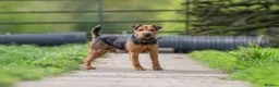 Lakeland Terrier dogs for stud: Lakeland terrier stud in Newark - Advert 7
