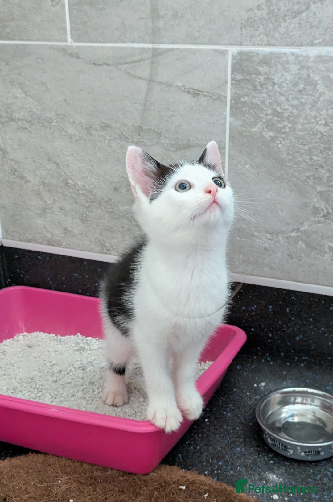Domestic Shorthair cats for sale: Two Kittens Looking For Their Forever Home £25 - Image 4