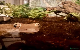 Gecko reptiles for sale: Crested gecko (currently reserved) - Advert 3