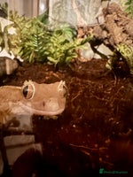 Gecko reptiles Crested gecko (currently reserved) - Advert 3