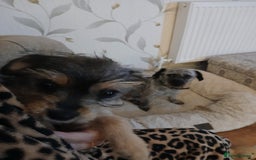Mixed Breed dogs for sale: Jack russell cross border  - Image 3