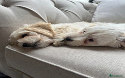 Cavachon dogs for sale: 2 Adorable boys ready for their forever homes 🐾 - Image 5