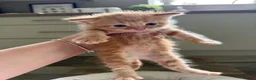 Mixed Breed cats for sale: 7 LEFT - 8 fluffy kittens for sale  - Advert 12