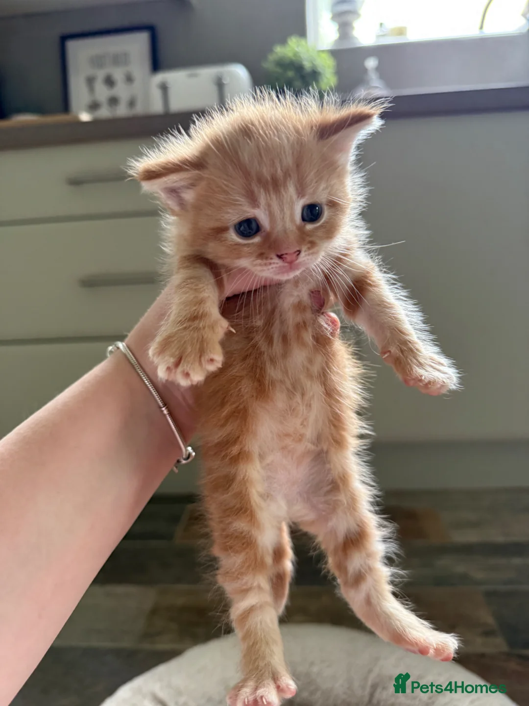 Mixed Breed cats for sale: 7 LEFT - 8 fluffy kittens for sale  - Advert 12
