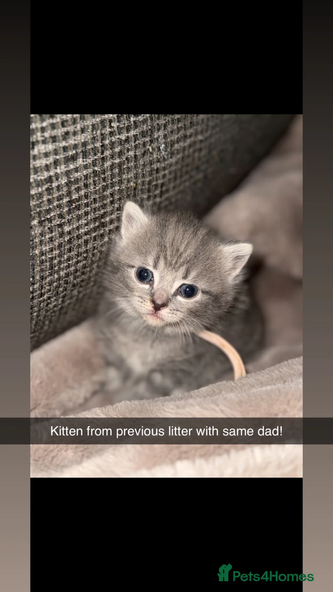 Mixed Breed cats for sale: Stunning silver and cream tabby kittens  - Advert 2