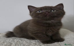 British Shorthair cats for sale: GCCF British Shorthair Kittens Champion Bloodline  - Image 12