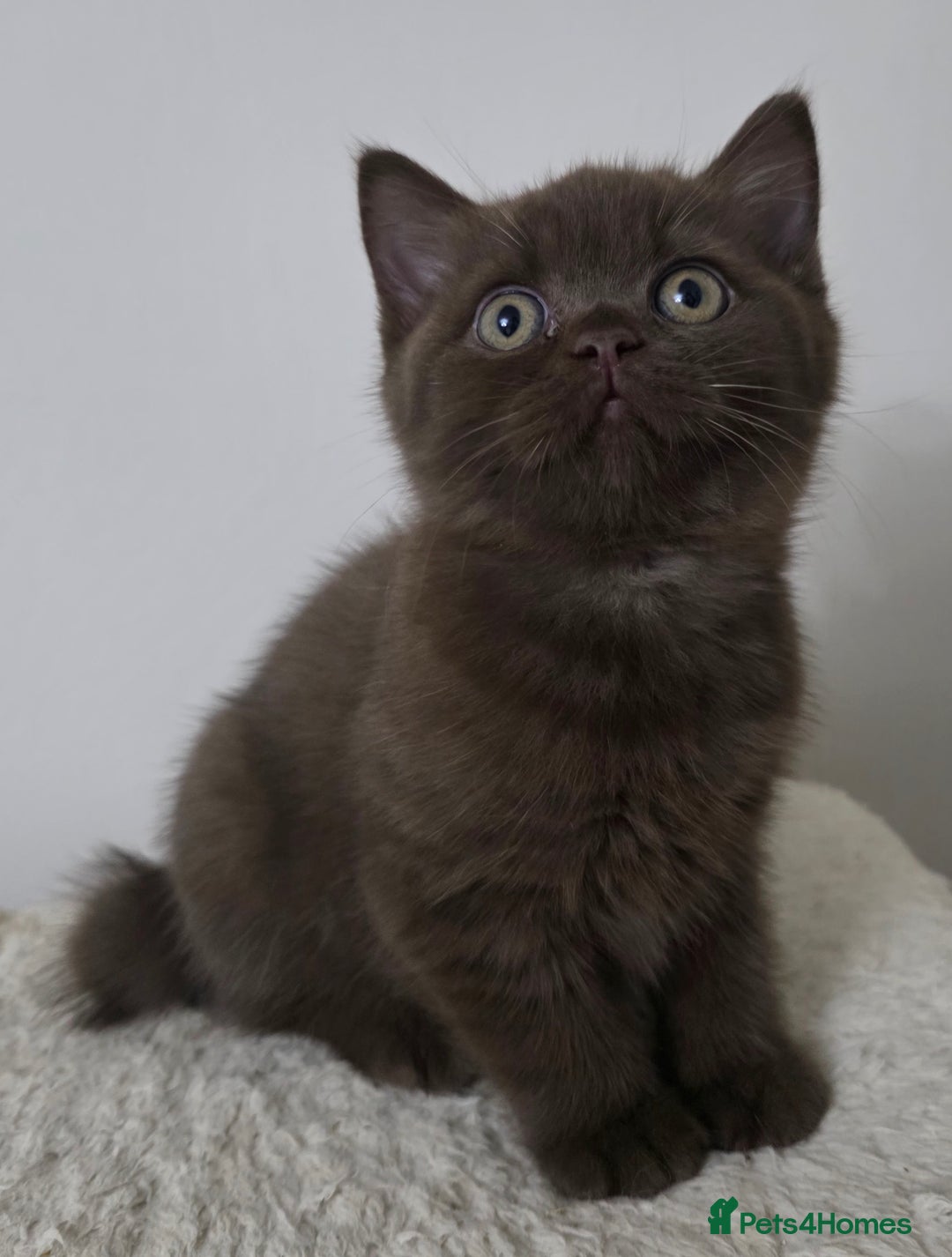 British Shorthair cats for sale: GCCF British Shorthair Kittens Champion Bloodline  - Image 12