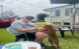 Cocker Spaniel dogs for sale: Meet Daisy – looking for her forever home❤️ - Advert 24