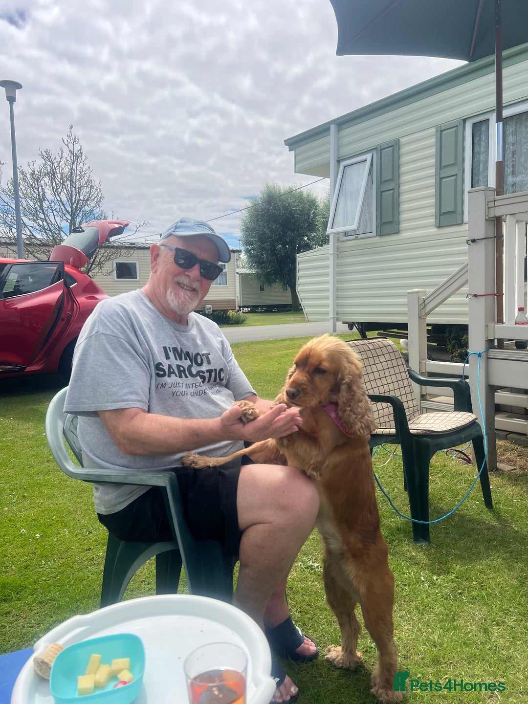 Cocker Spaniel dogs for sale: Meet Daisy – looking for her forever home❤️ - Advert 24