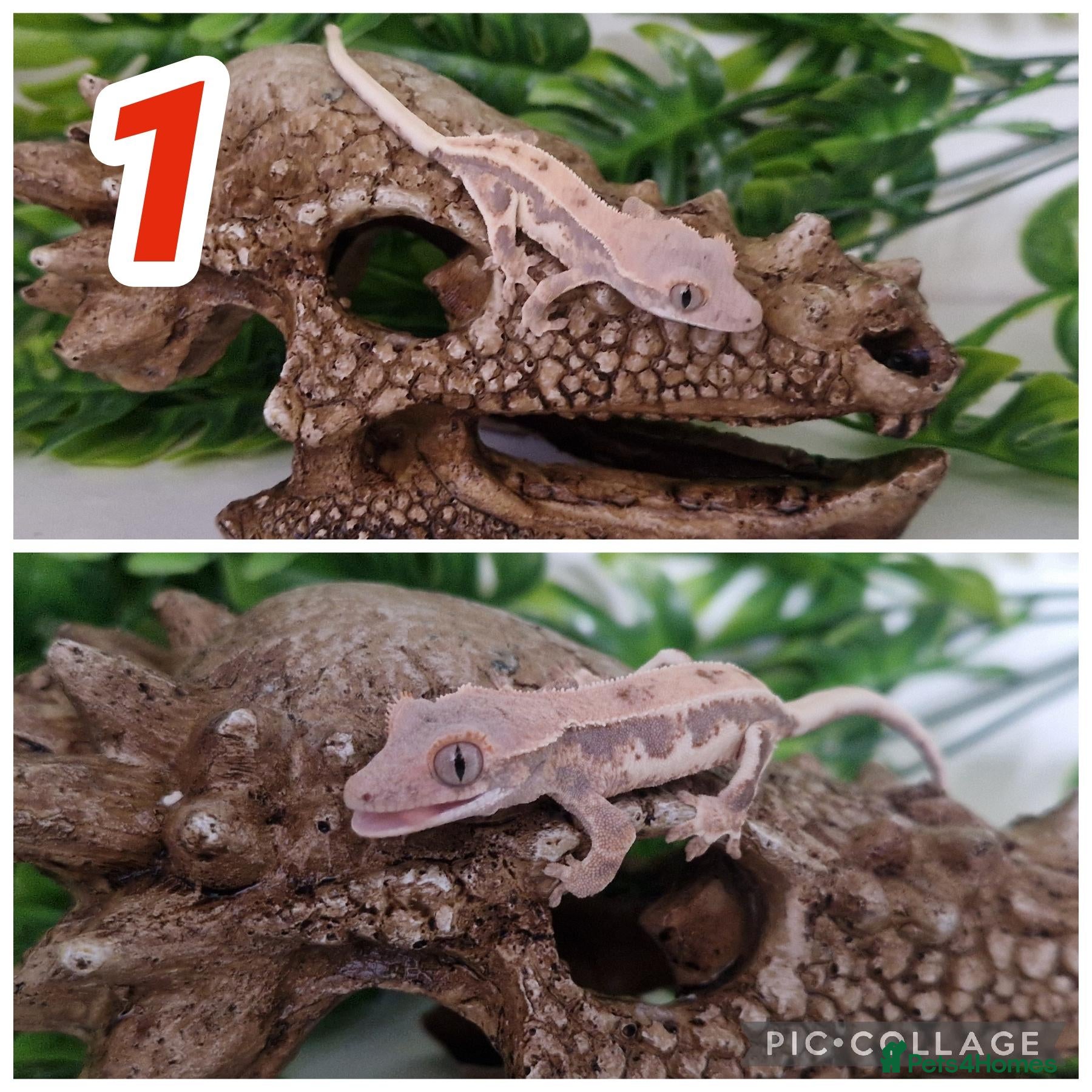Gecko reptiles Crested Gecko babies  - Advert 1