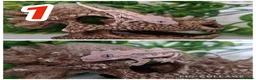 Gecko reptiles for sale: Crested Gecko babies  - Advert 1