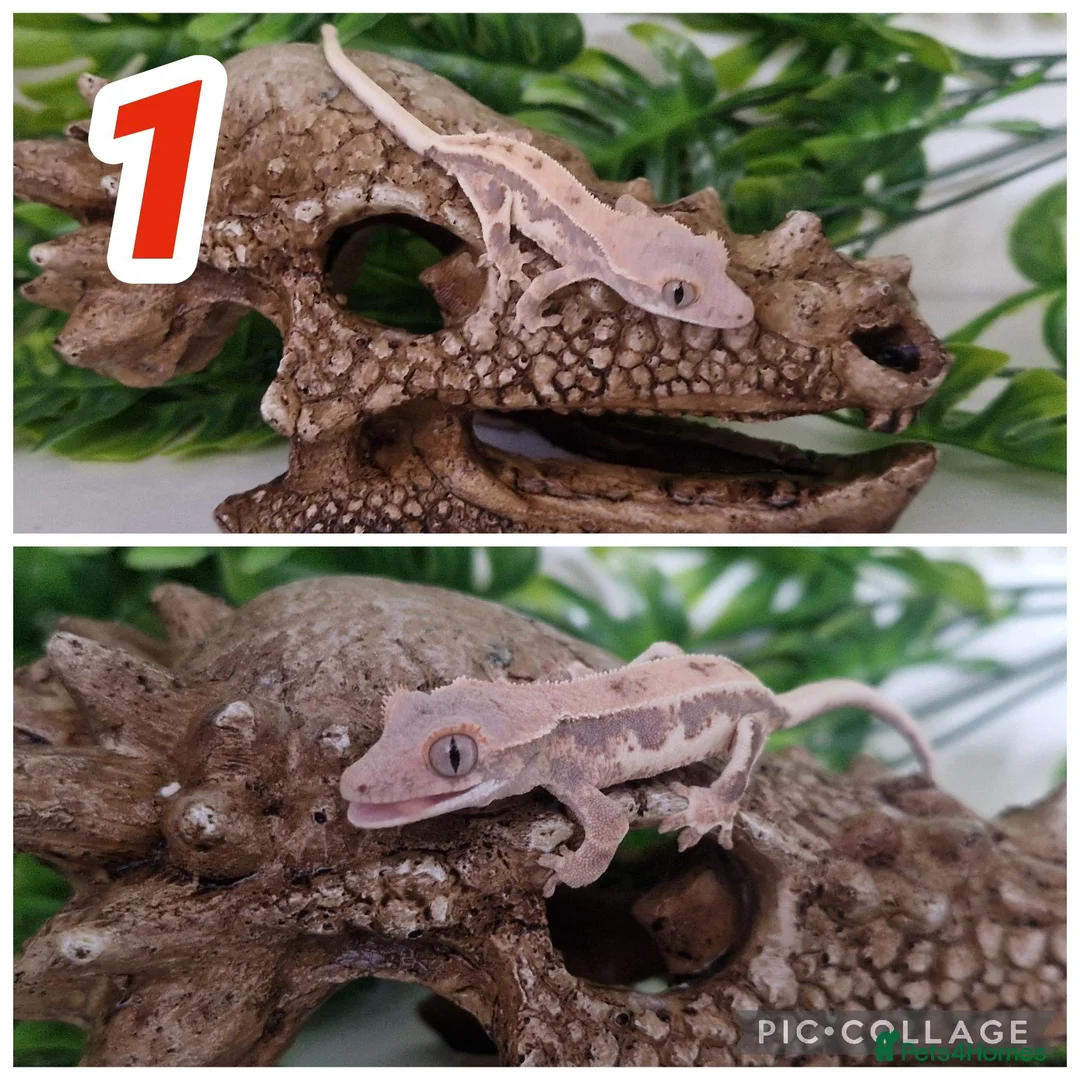 Gecko reptiles for sale: Crested Gecko babies  - Advert 1