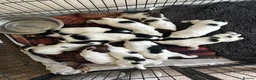 English Springer Spaniel dogs for sale: Kc springer spaniels  in Marlborough - Advert 3