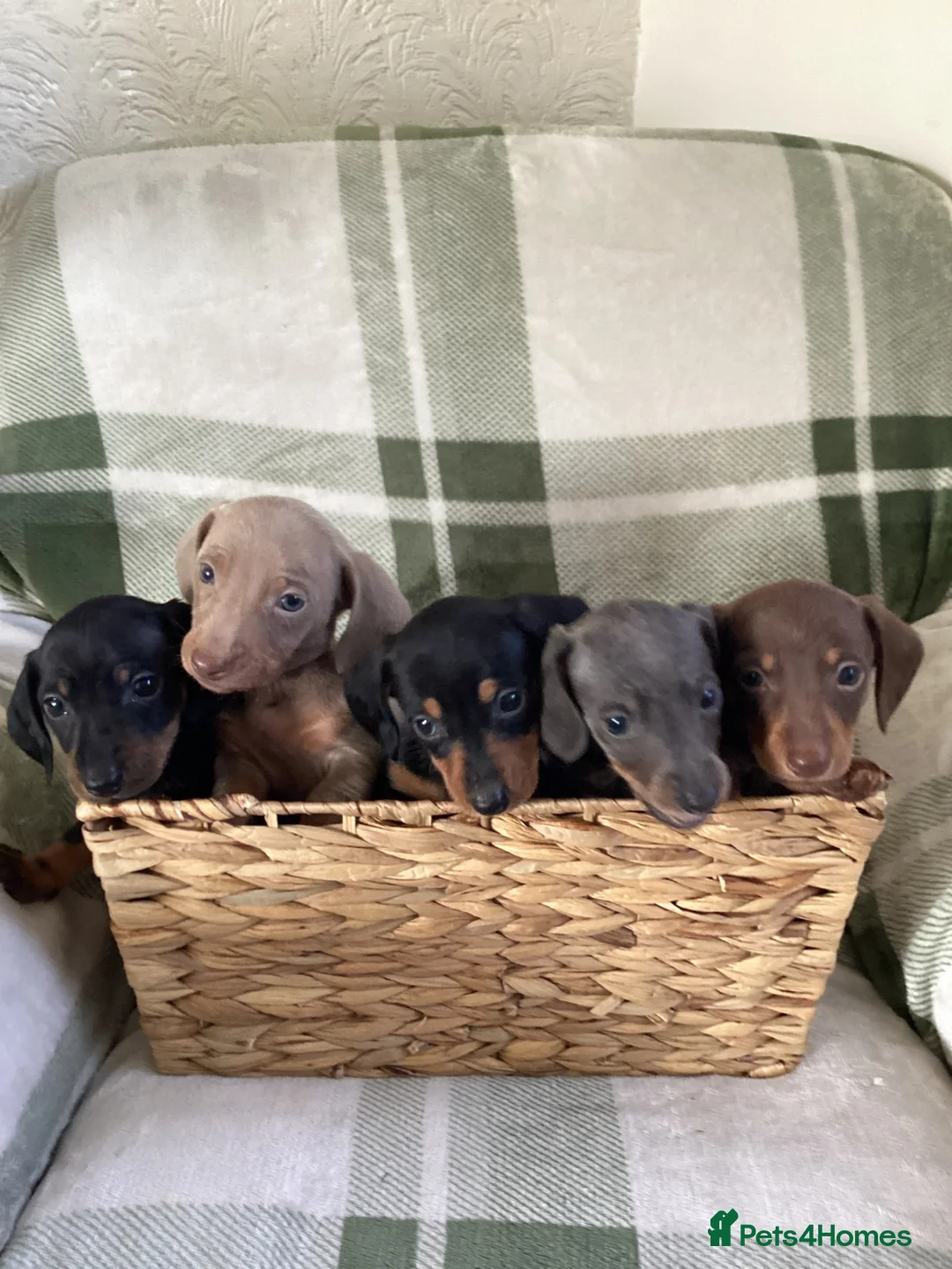 Miniature Dachshund dogs for sale: ⭐️ Miniature dachshund puppies ⭐️ - Advert 1