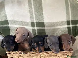 Miniature Dachshund dogs ⭐️ Miniature dachshund puppies ⭐️ - Advert 1