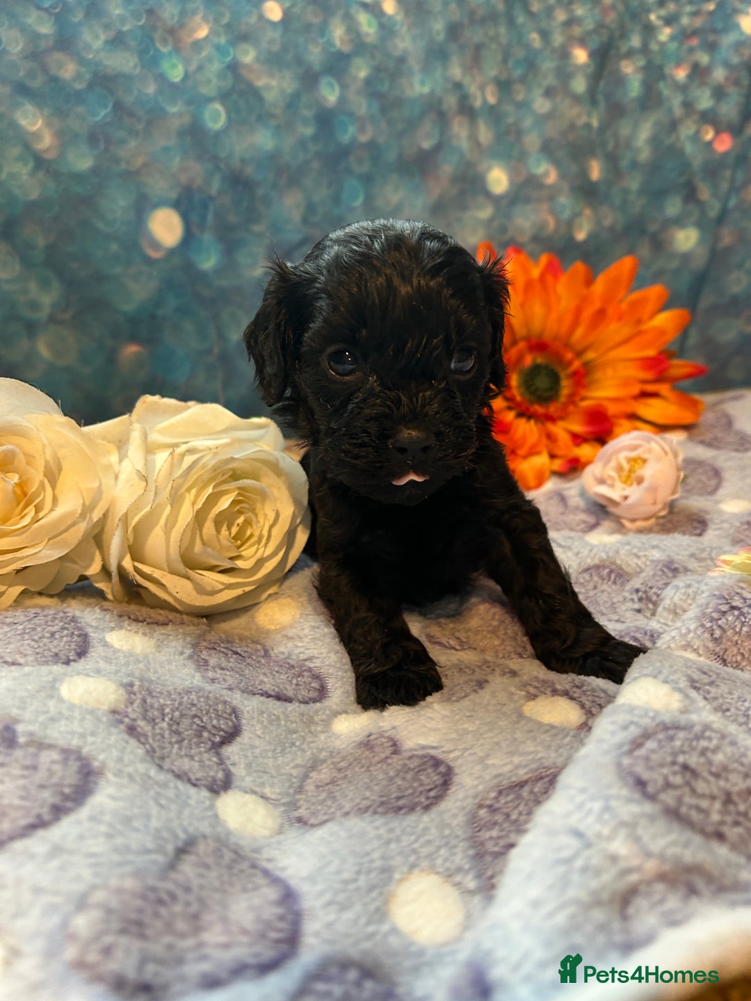 Cavapoo dogs for sale: F1 Cavapoo puppies 🐶  - Advert 4