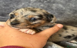 Jack Russell dogs for sale: Beautiful Rare Merle Mini Jack Russell Puppies  - Image 8