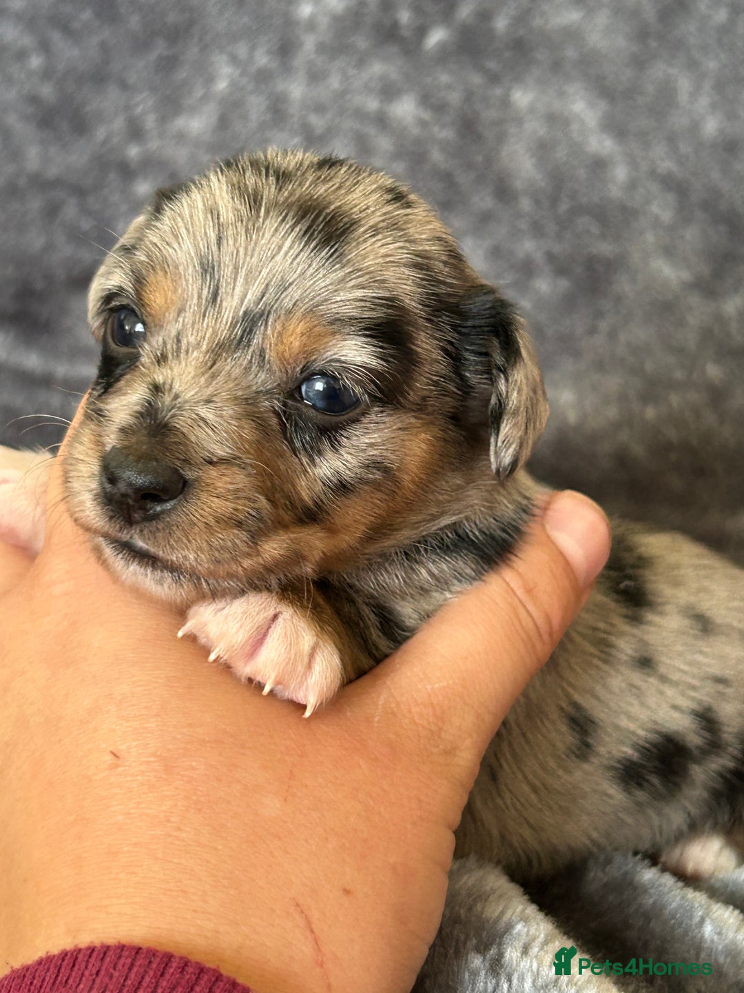 Jack Russell dogs for sale: Beautiful Rare Merle Mini Jack Russell Puppies  - Image 8