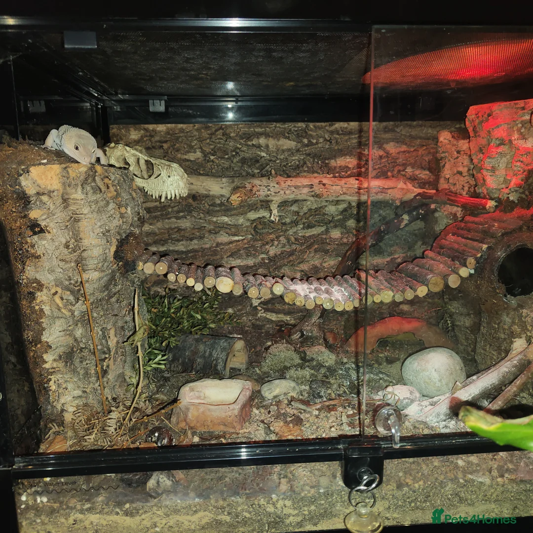 Leopard Gecko reptiles for sale: 🦎 Leopard Gecko in London - Advert 9