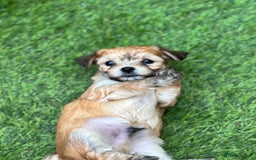 Mixed Breed dogs for sale: Jack Russell x chi puppies for sale  - Image 8
