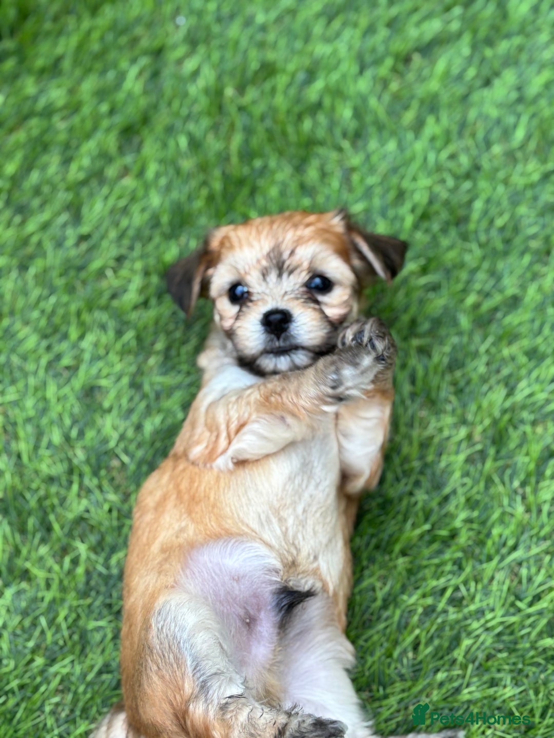 Mixed Breed dogs for sale: Jack Russell x chi puppies for sale  - Image 8
