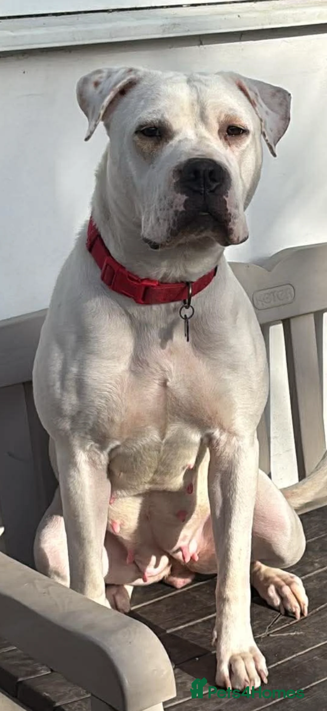 Mixed Breed dogs for sale: American bulldog  ** tiff  in Gosport - Advert 1