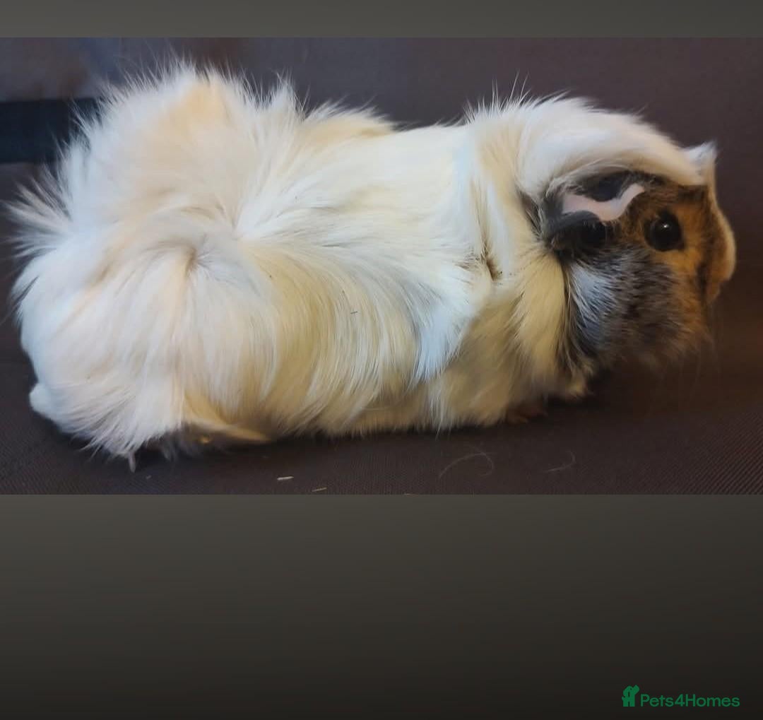 Guinea Pig rodents Two beautiful sows  - Advert 1