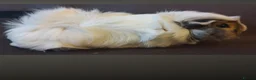 Guinea Pig rodents for sale: Two beautiful sows  - Advert 1