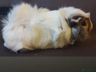 Guinea Pig rodents Two beautiful sows - Advert 1
