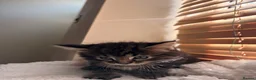 Mixed Breed cats for sale: 4 Beautiful Ragdoll x British Shorthair Kittens in Saint Helens - Advert 26